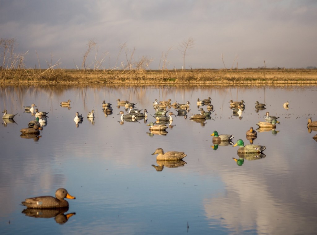woman angry trying feed decoy ducks angry at hunters viral reactions