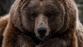 Video Shows Man Fending Off Bear To Protect His Dogs