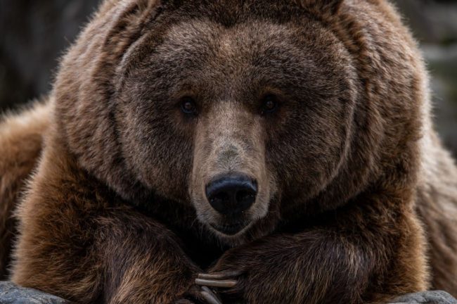 video-man-fending-off-bear-to-protect-dogs