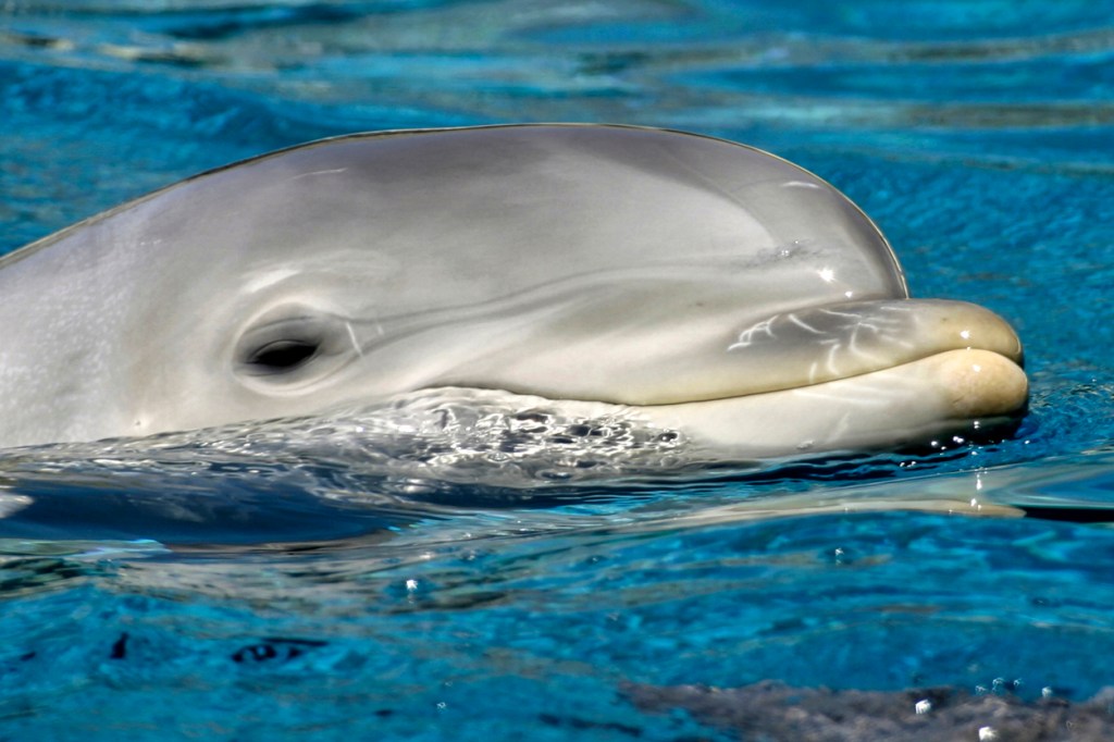 Body Cam Footage Shows Officer Saving A Bottlenose Dolphin's Life