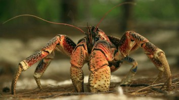 Ginormous Robber Crab Steals And Breaks A Man’s Golf Club In Truly Terrifying Video