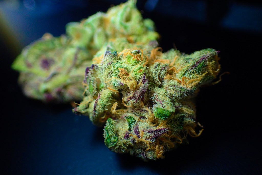 Stoners Everywhere Celebrate Latest Scientific Findings About Weed