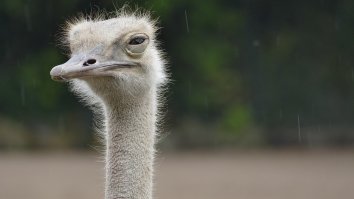 Imagine Seeing These 80 Escaped Ostriches Running Wild Through This City At Night Like The Locals Did