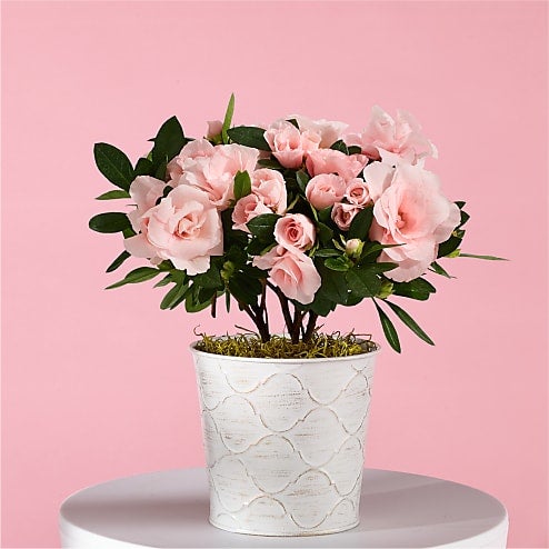 Blushing Beauty Rosalea Plant
