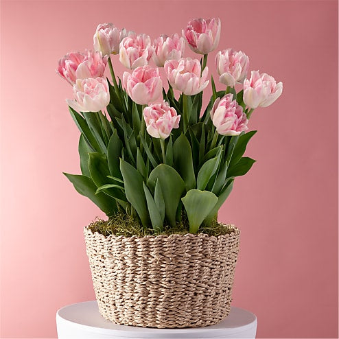 Love in Bloom Tulip Bulb Garden