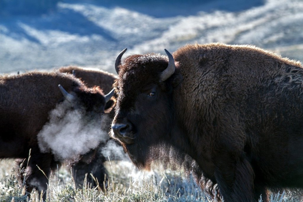 Wood Bison Herd Gets Spooked And Tramples Car By Running Over It