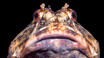 Here’s What It Sounds Like When Fish ‘Talk’ And Communicate Similarly To Birds And Whales