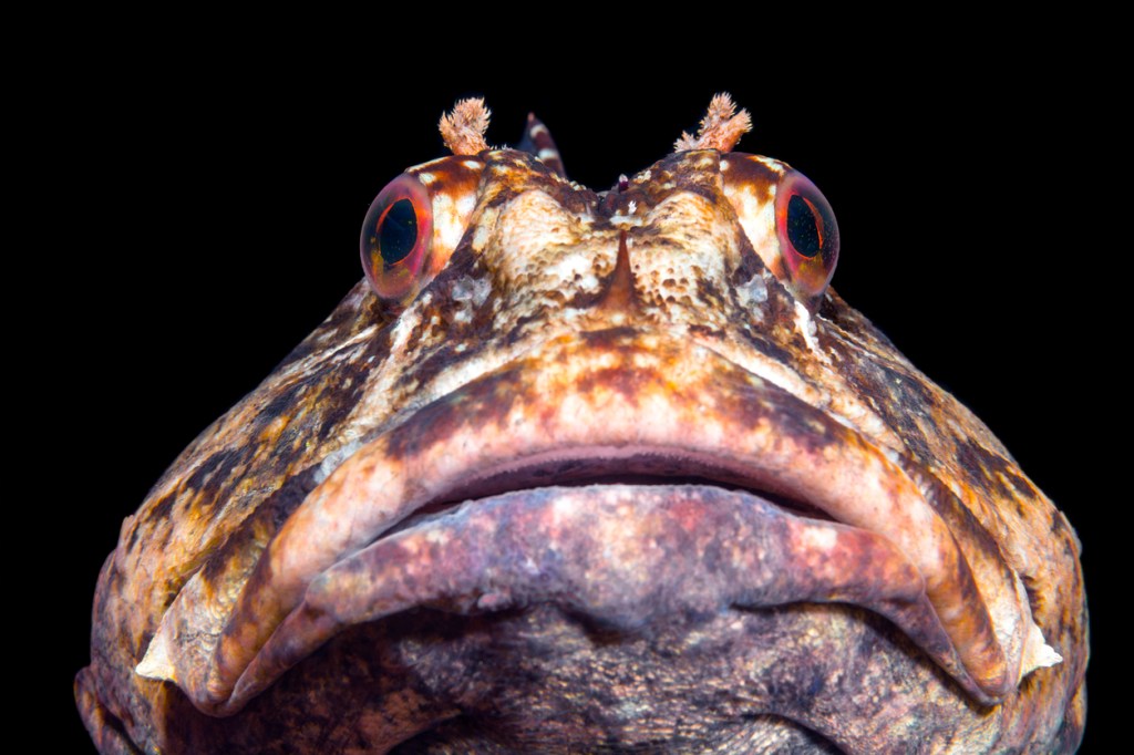 Here's What It Sounds Like When Fish Talk And Communicate