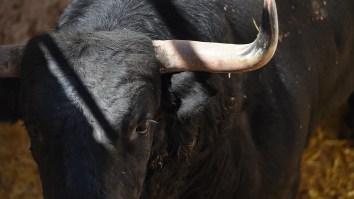 Mountain Biker Gets Absolutely Wrecked By A Charging Bull Who Sends Him Flying