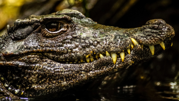 Gigantic Three-Legged Alligator Forces Golfers To Clear The Fairway As It Strolls By Like A Boss