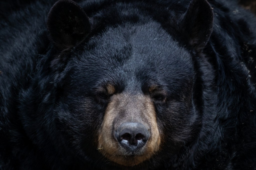 Huge Black Bear Breaks Into Pig Enclosure And Gets Dominated By Two Hogs Who Send It Fleeing In Fear