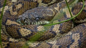 Aussie Man Goes To Grab A Beer From His Fridge, Finds A Massive Python, Calls In A Snake Wrangler To Remove It (Video)