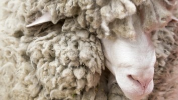 Before And After: Sheep Lost In The Wild For 6 Years, Found, And Sheared Of 88 Pounds Of Fleece