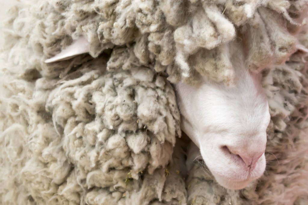 Before And After: Sheep Lost In The Wild For 6 Years, Found, And Sheared Of 88 Pounds Of Fleece