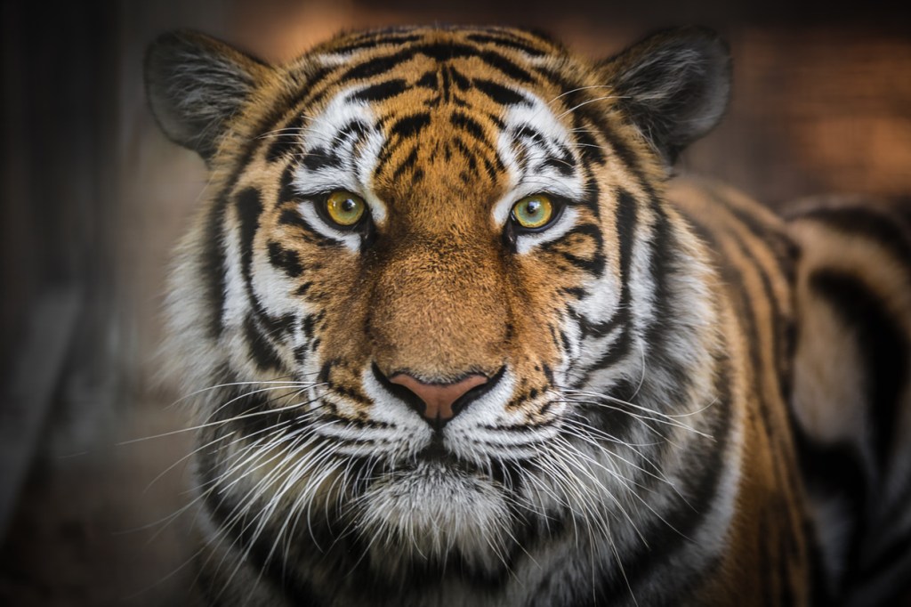 One Of 500 Remaining Wild Siberian Tigers Photographed In Ultra-Rare Sighting