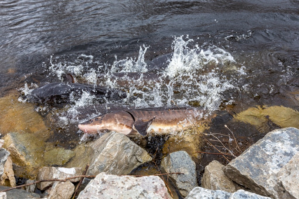 10.5 Foot Sturgeon Caught On Fraser River Is One Of Biggest Fish Ever