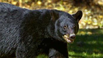 Bear Gets Trapped In Car, Obliterates The Interior, Then Escapes Through The Windshield