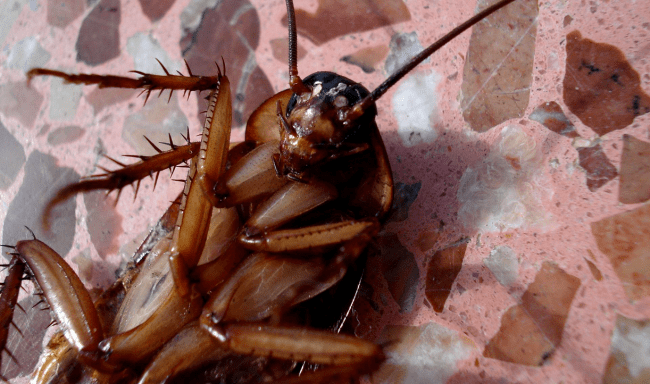 Man Sues Hotel Because Cockroach Crawled Into His Ear While Sleeping Hearing Loss