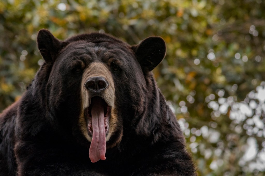 Big Black Bears Wrestling On A Trampoline Are Having The Best Day Of Their Lives