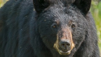 Family Investigating Mysterious Sounds In Basement Finds A Bunch Of Bears Chilling Inside