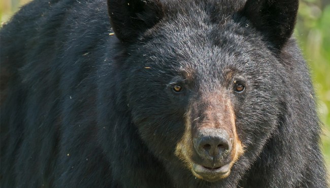 Family Discovers Five Bears In Basement After Hearing Snoring Sounds
