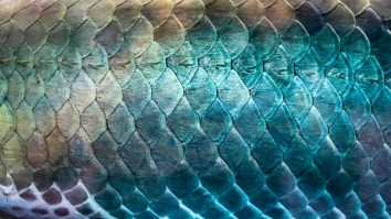 So-Cal Man Finds A Rare Seven Foot Snake Curled Up Under His Couch Cushion (Video)