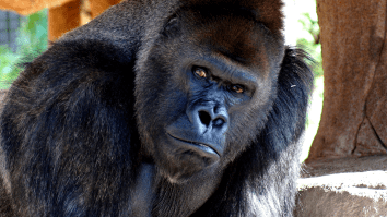 New Study Of A ‘Hybrid’ Monkey Hearkens Back To Experiments Attempting Create A Man-Ape Hybrid Called ‘Humanzees’