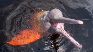Rare Photo Exposes Dolphins Jawing A Large Anaconda, Expert Says Encounter May Have Been ‘Sexually Stimulating’