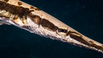 Texas Teen Catches Potential State Record Longnose Gar But Releases It So It Can Keep Growing