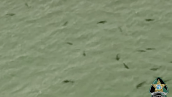 Eye-Opening Helicopter Footage Shows Startling Amount Of Sharks Right Off Florida Beach