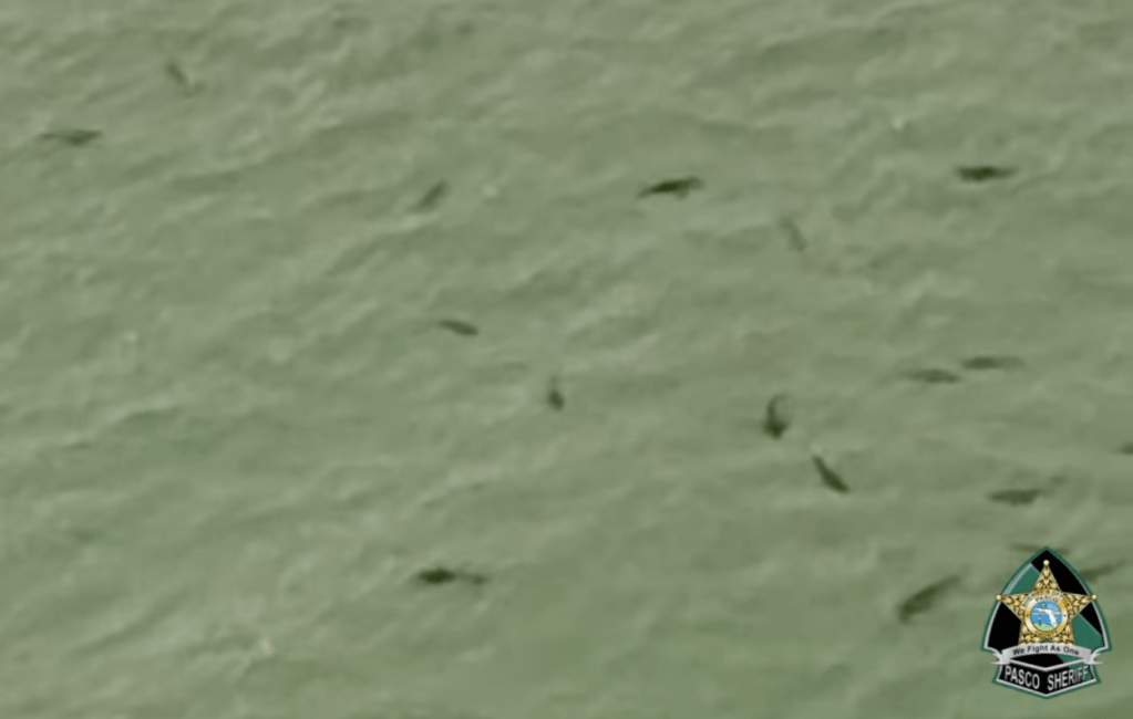 Eye-Opening Helicopter Footage Shows Startling Amount Of Sharks Right Off Florida Beach