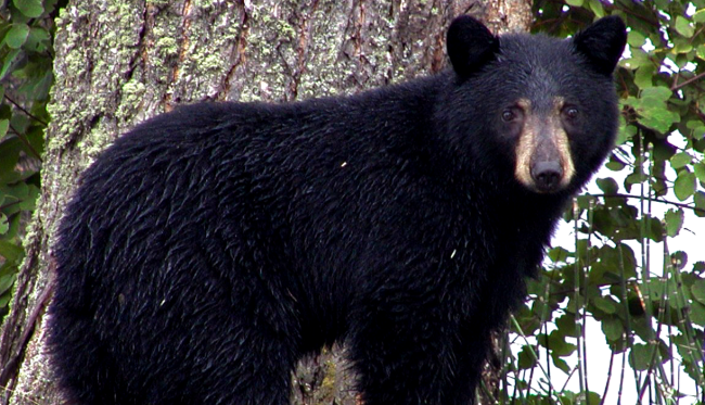 Housecat Scares A Black Bear Out Of The Homeowners Driveway Video