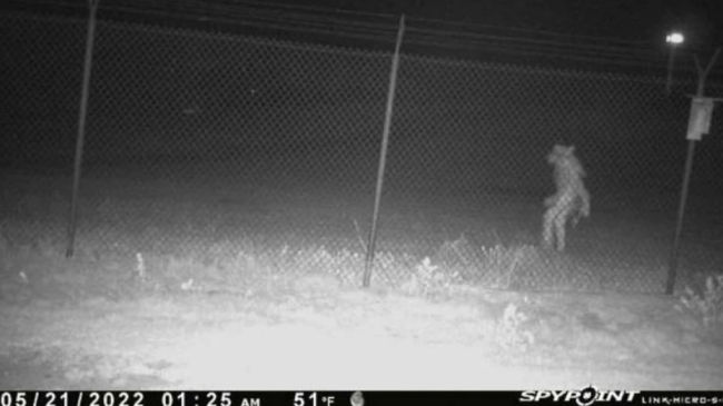 Twitter reactions to object seen near Amarillo Zoo in Texas.