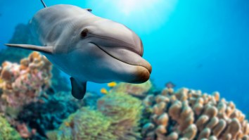 Government Issues Warning To Avoid Rogue Dolphin In Texas That Poses Threat To Human Safety
