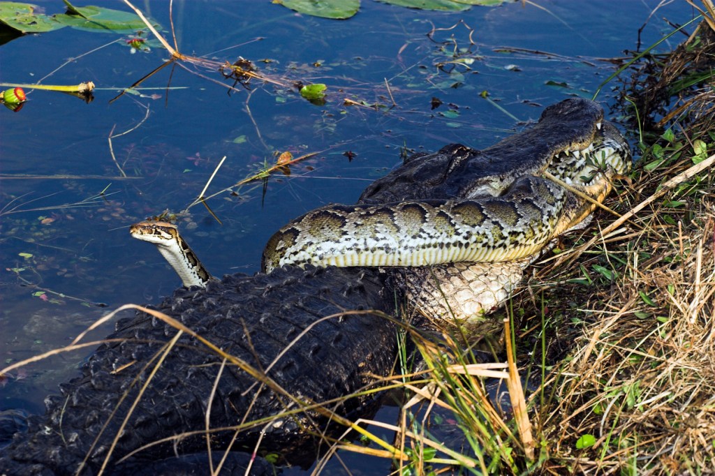 Largest Florida Python Ever Found Is 18-Feet-Long And Had 122 Eggs And Deer Parts In Its Stomach