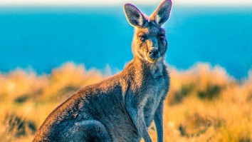 Interview With Man Filmed Fighting A Kangaroo That Attacked His Dogs Is Peak Australia