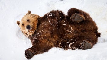 Two Bears Break Into Home Owner’s Garage And Wreck Everything During Vicious Brawl (Video)