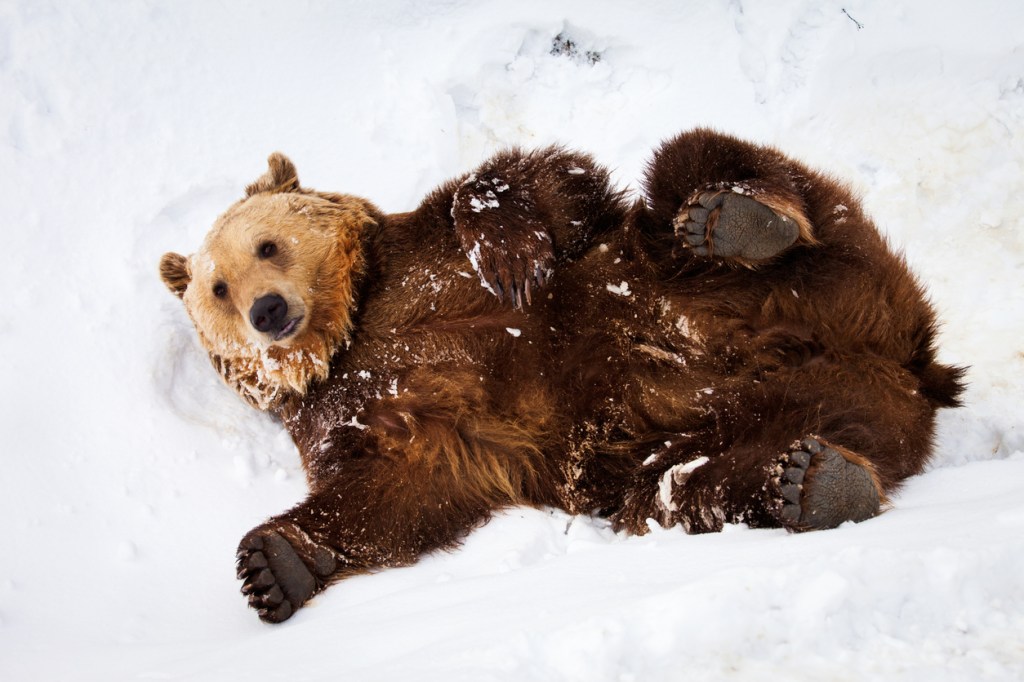 Two Bears Break Into Home Owner's Garage And Wreck Everything During Vicious Brawl (Video)