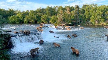 The Live Bear Cam In Alaska Is Back And You Can Watch Bears Feasting On Salmon All Day Long