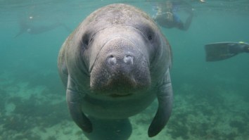 Manatee Steals Kids Surfboard And Shows Him Who’s The Boss