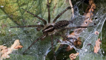Dead Spiders Are Now Being Transformed Into Robots And Surely This Won’t Backfire