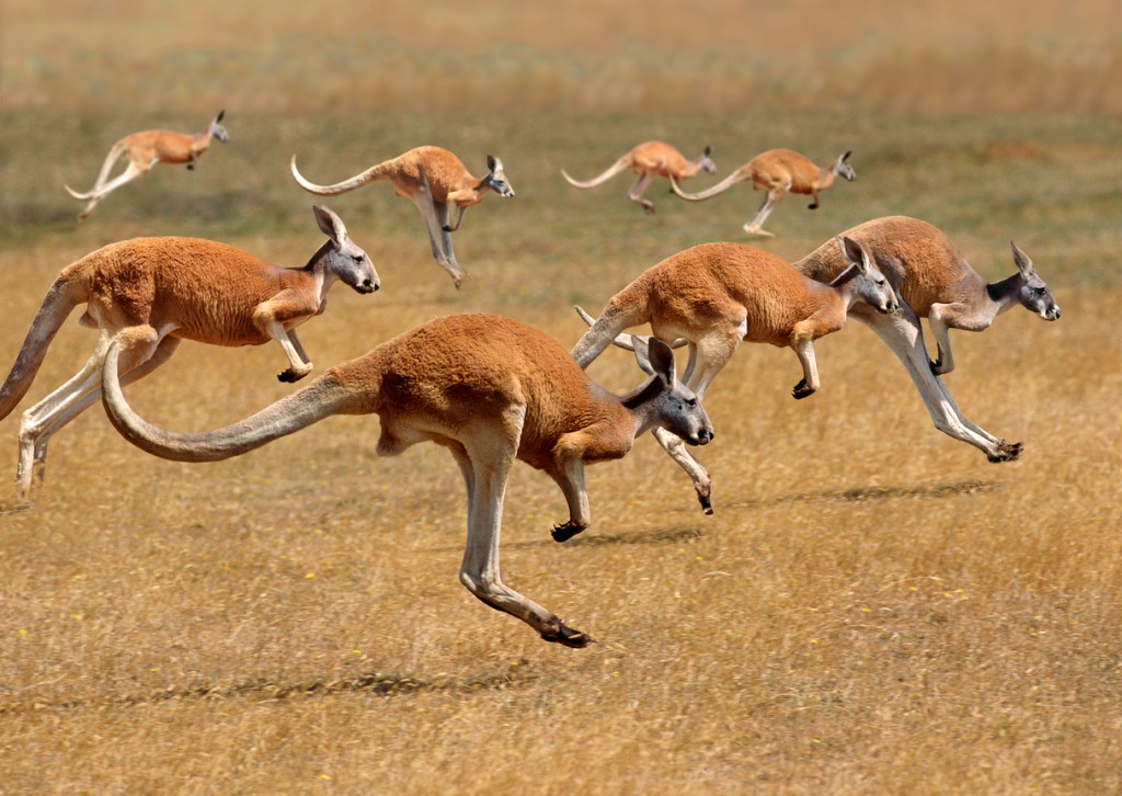 Tiny Aussie Town Overrun By Mob Of Kangaroos And People Are Carrying Sticks To Fight Them Off