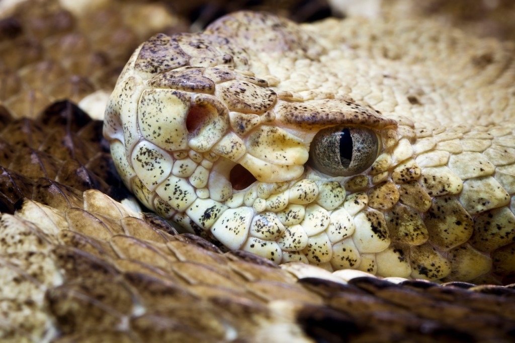 Footage Of Massive Timber Rattlesnakes Engaging ‘Combat Dance’ Mating Ritual Leaves Many Shocked