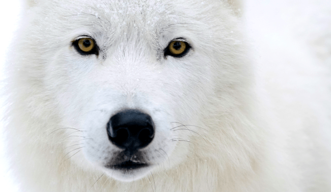 Chinese Company Becomes Worlds First To Clone A Wolf Using A Dog