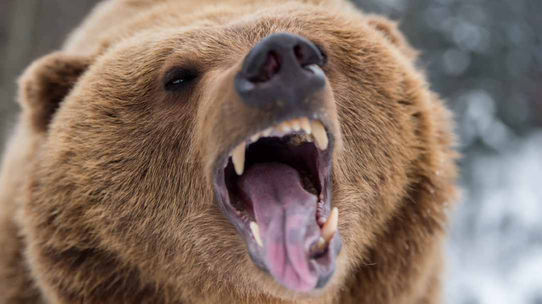 Bear Attacks Rudolph The Reindeer Inflatable Christmas Decoration Like A Big Ol' Grinch