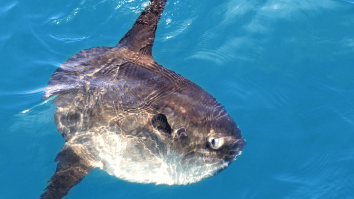 Absolute Unit Of A Fish Destroys World Record, Weighing In At Over 6,000 Pounds