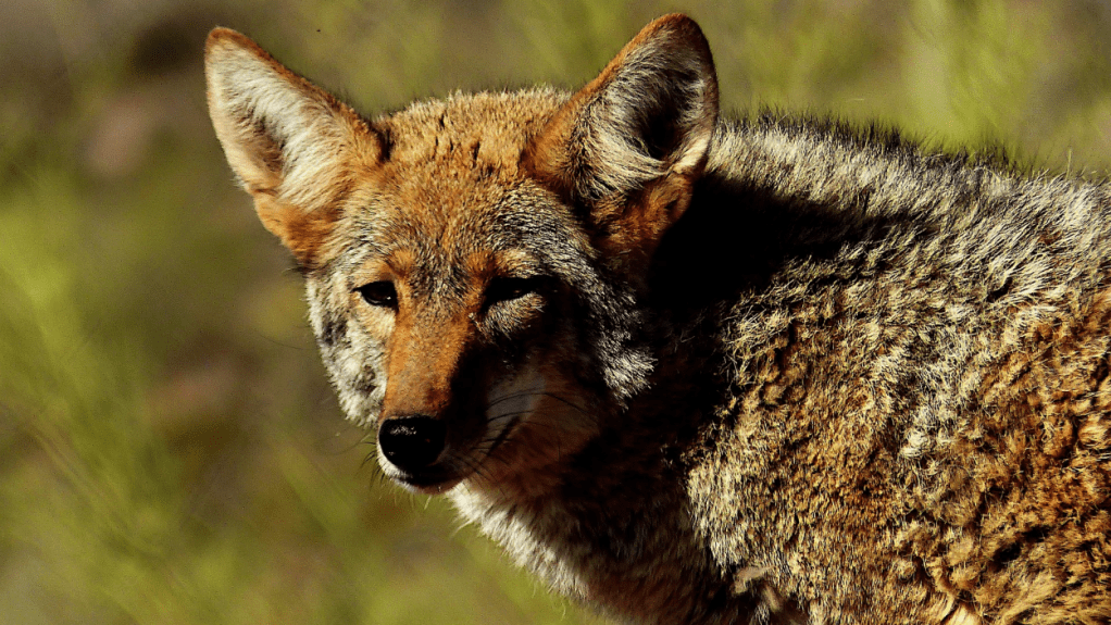 Animal Control Removes A Wily Coyote That Broke Into A Middle School Bathroom And Got Stuck (Video)
