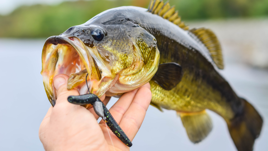 Largemouth Bass