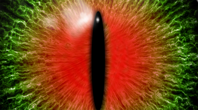 lizard eye
