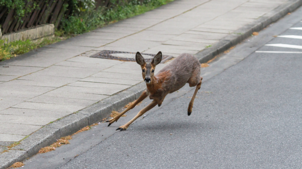 lost deer running around in restaurant